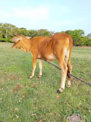 Milk Cow