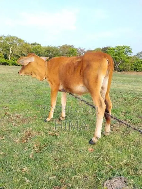 Milk Cow