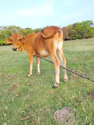 Milk Cow