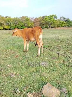 Milk Cow