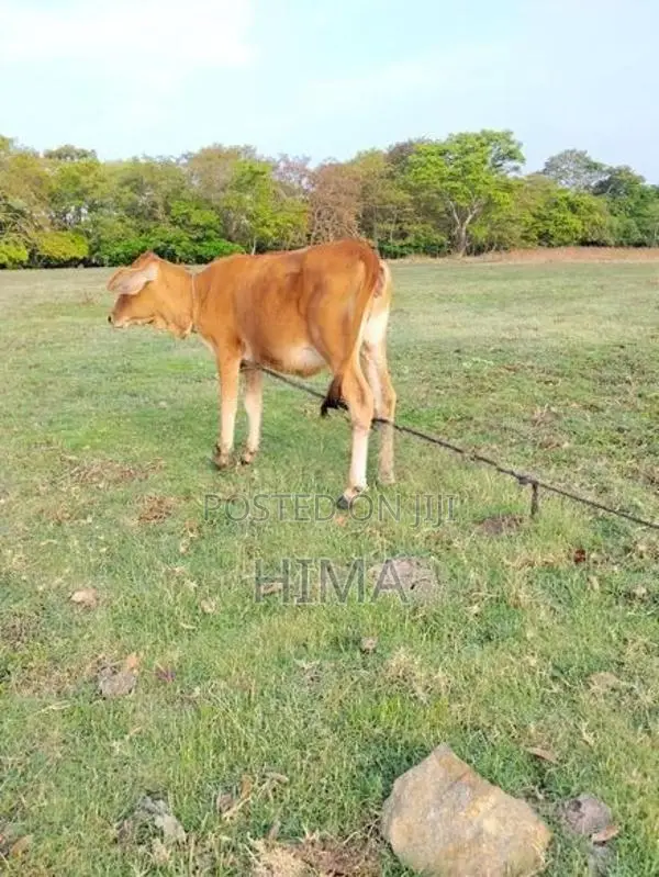 Milk Cow