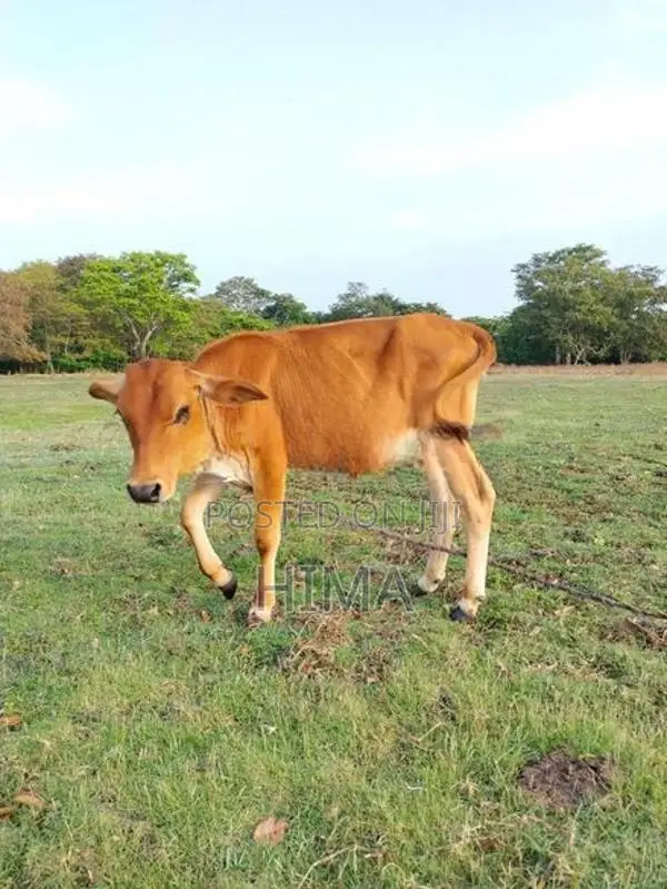 Milk Cow