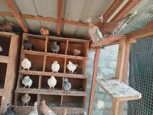 Pigeon
