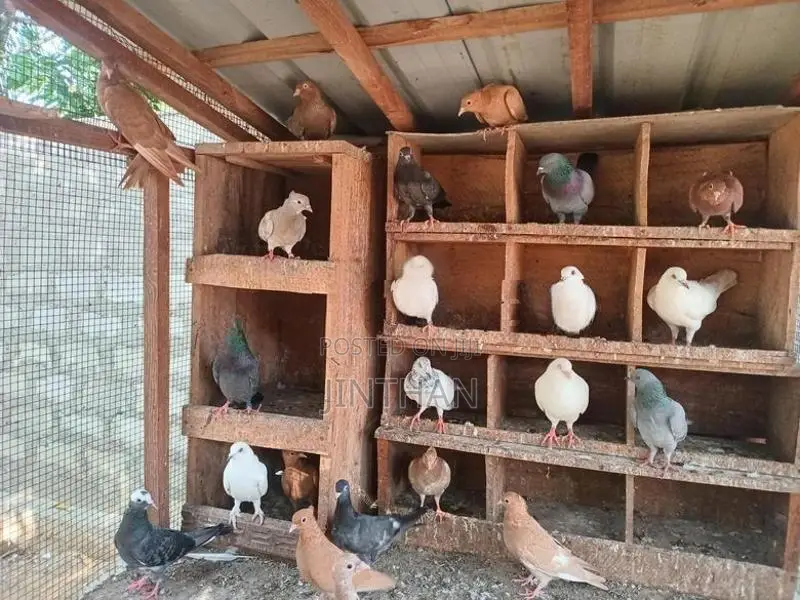 Pigeon