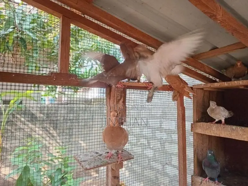 Pigeon