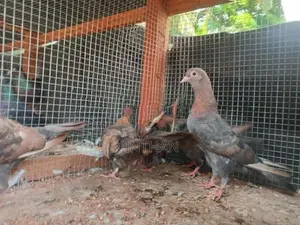 Pigeon