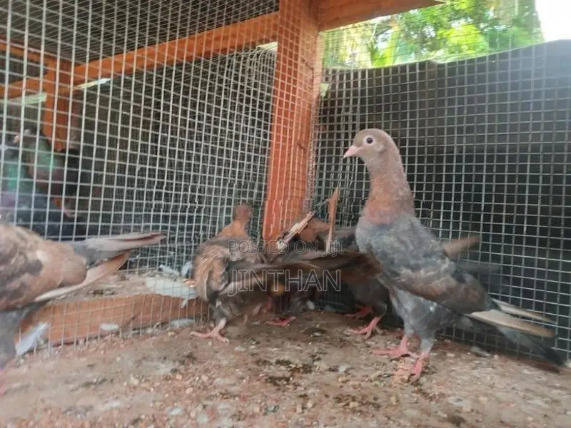 Pigeon