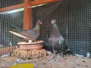 Pigeon