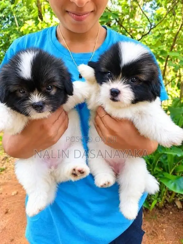 Shih Tzu Puppies