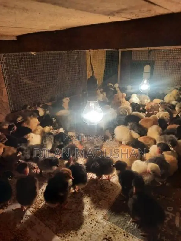 ගං කුකුල් පැටව්