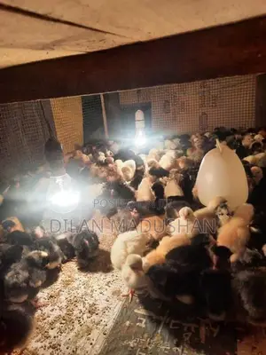 ගං කුකුල් පැටව්
