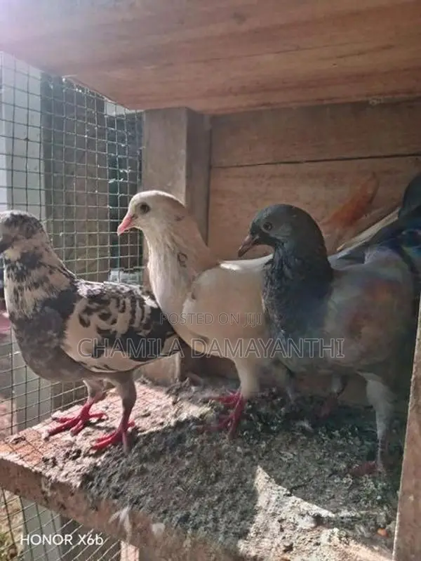 Pigeon