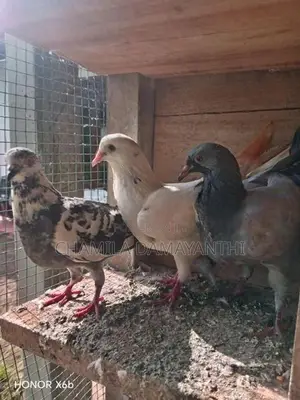 Pigeon