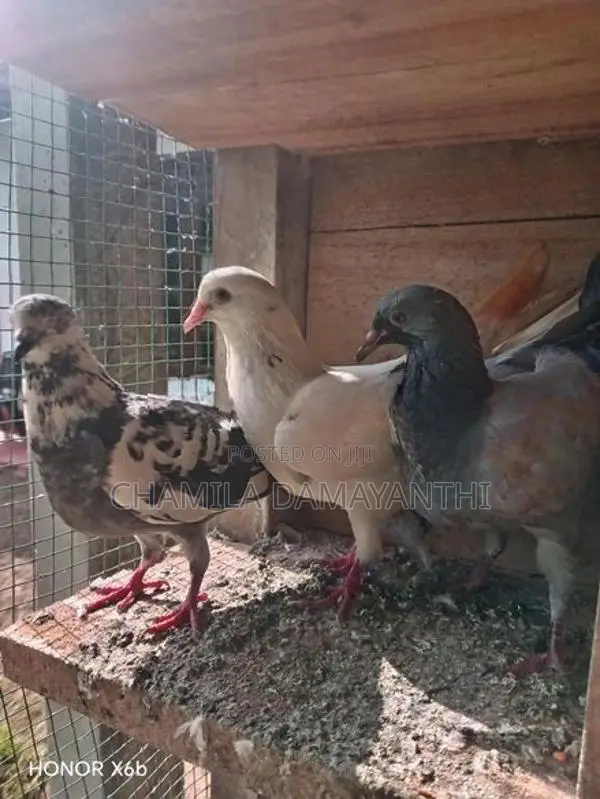 Pigeon