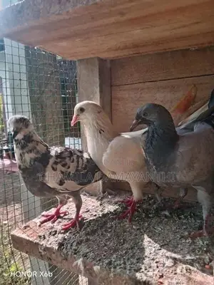 Pigeon