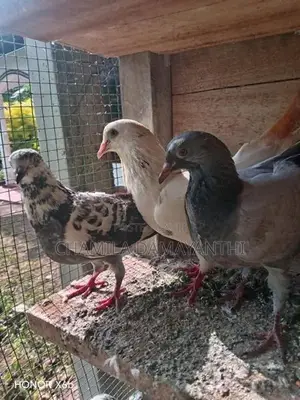 Pigeon