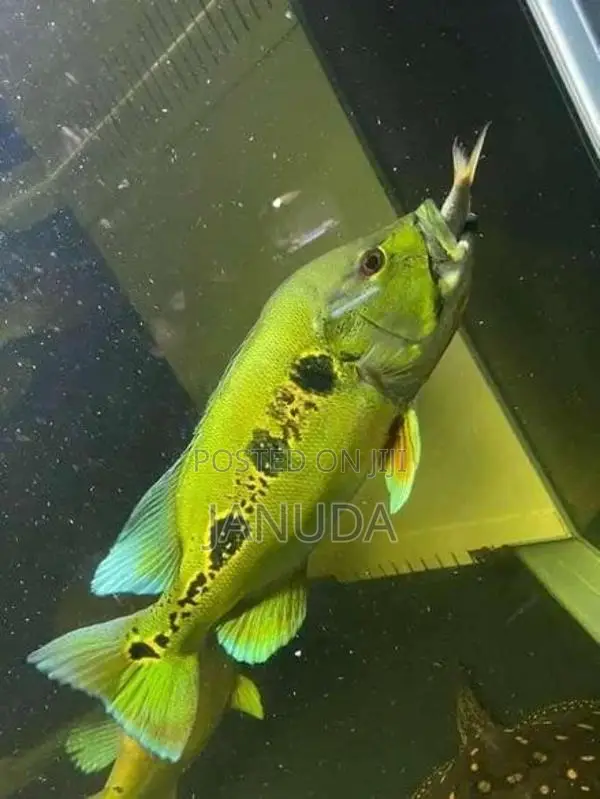 Orinoco