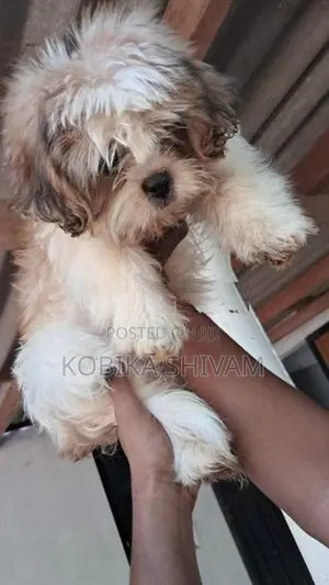 Shih Tzu Puppy