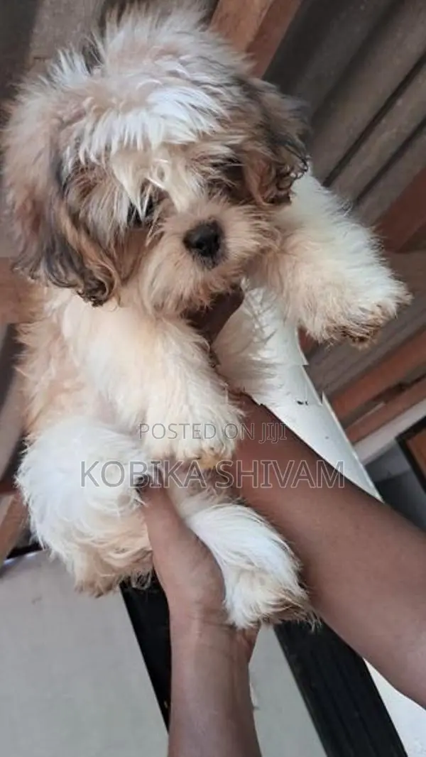 Shih Tzu Puppy