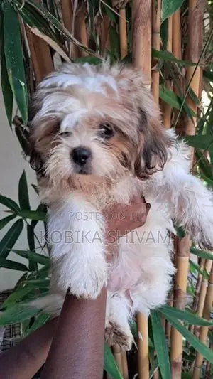 Shih Tzu Puppy