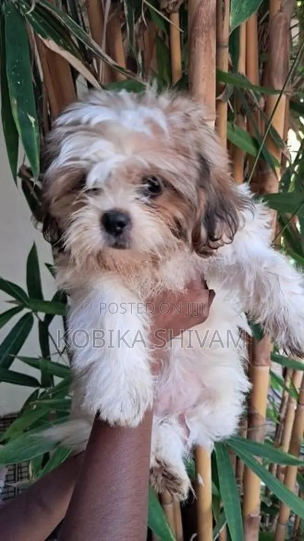Shih Tzu Puppy