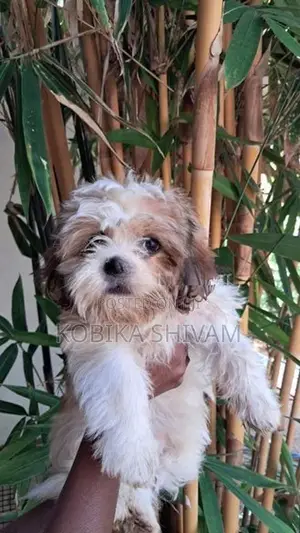 Shih Tzu Puppy