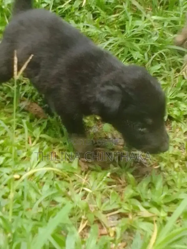 German Shepherd Puppy