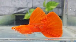 Albino Full Red