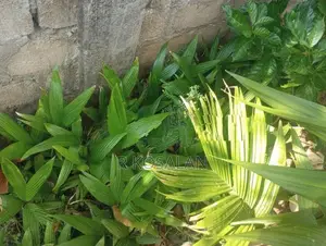 Kamuka Kandu