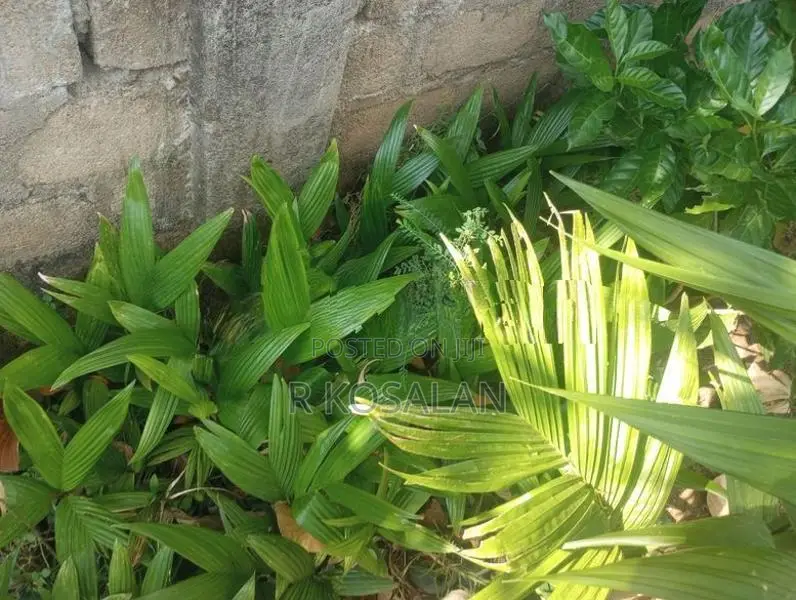 Kamuka Kandu