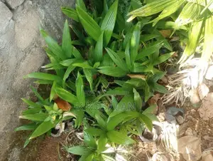 Kamuka Kandu