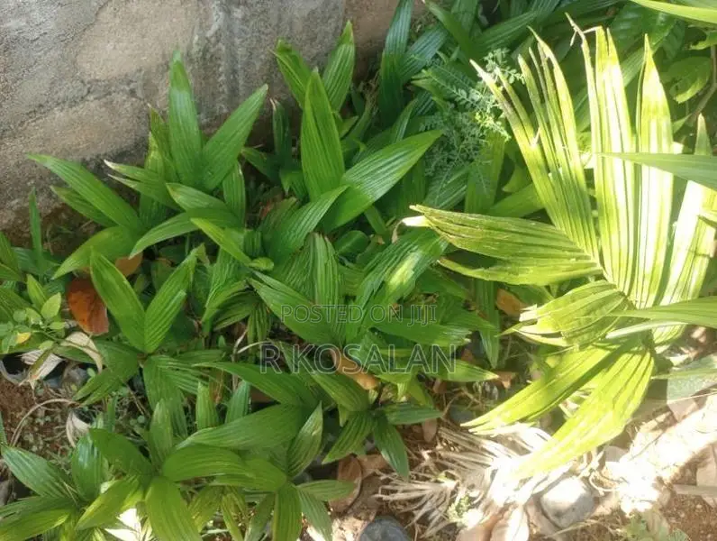 Kamuka Kandu