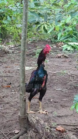 Rooster
