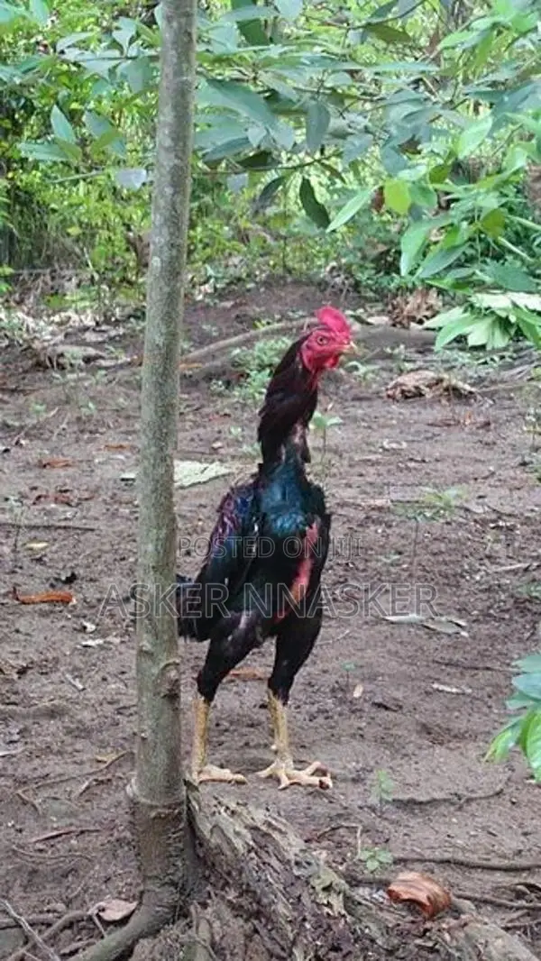 Rooster