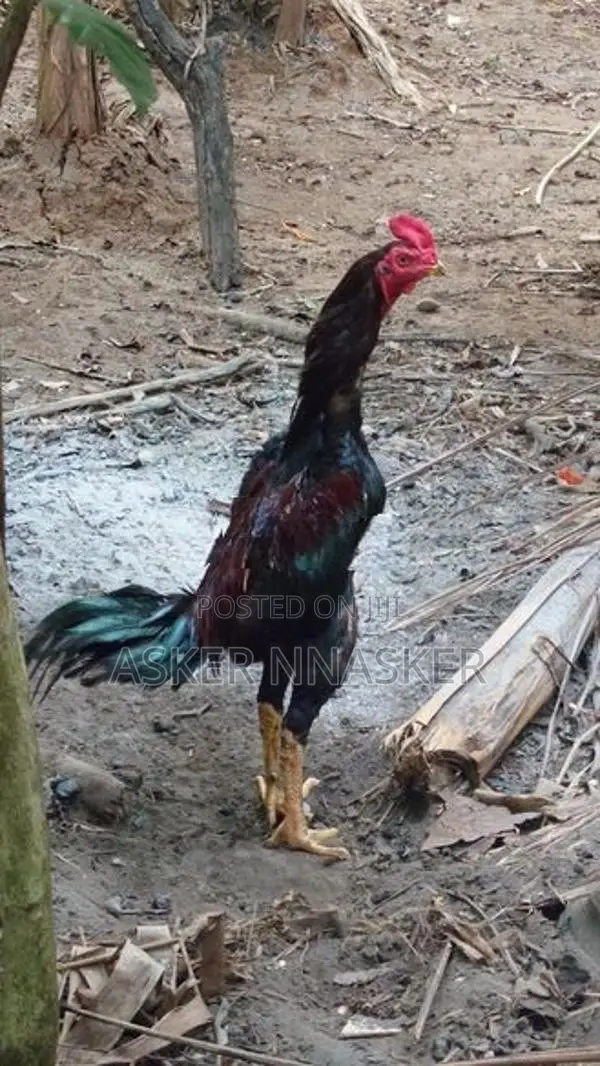 Rooster