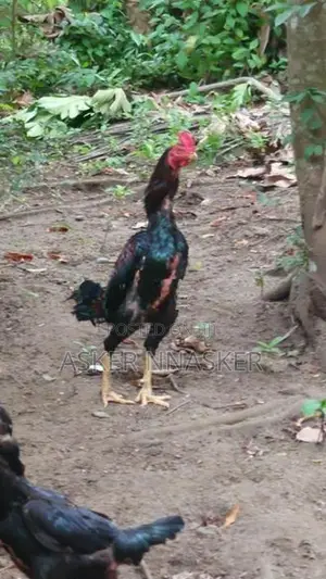 Rooster