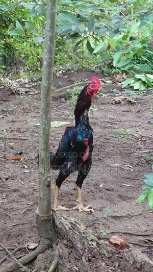 Rooster