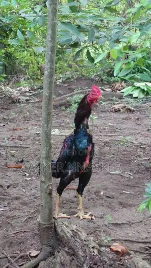 Rooster