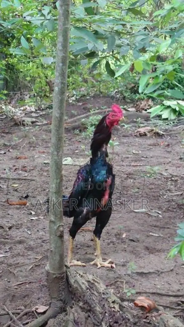 Rooster