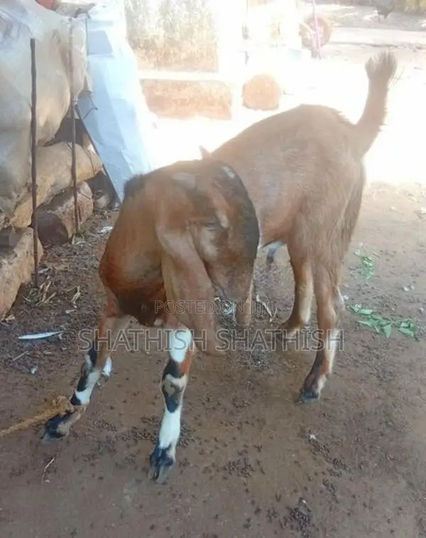 Kidaai Goat