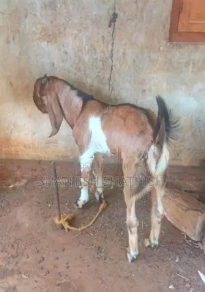 Kidaai Goat