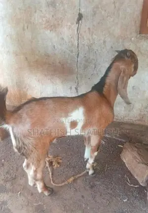 Kidaai Goat