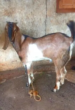 Kidaai Goat