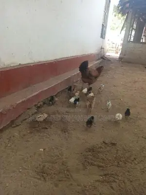 Farm Chicks