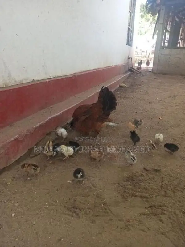 Farm Chicks