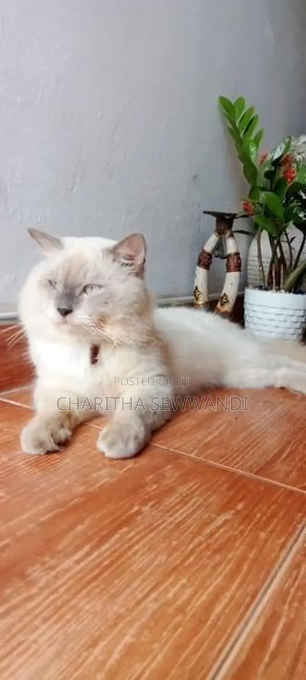 Himalayan Male Cat With Female