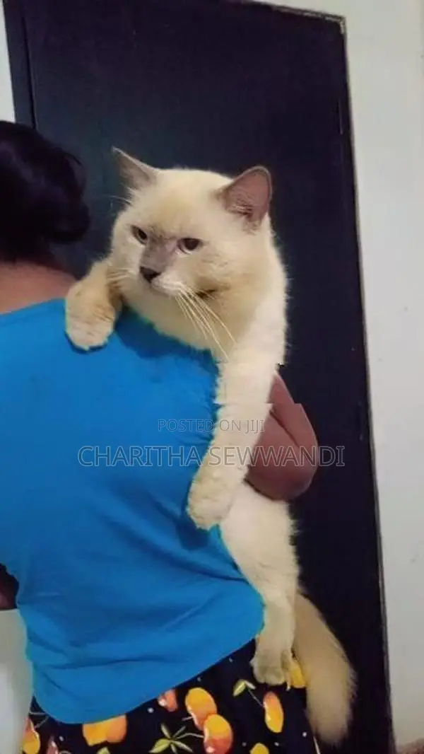 Himalayan Male Cat With Female