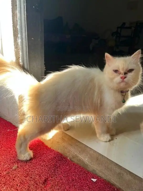 Himalayan Male Cat With Female