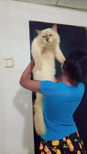 Himalayan Male Cat With Female