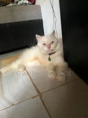 Himalayan Male Cat With Female